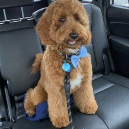 Bernedoodle and Goldendoodle All Grown Up from Kimberlee’s Kennels