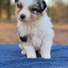 Boy 1 - Blue merle male Australian Shepherd puppy in Powhatan, Virginia from Ohana Amstaffs and Aussies