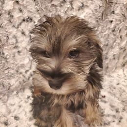 Miniature Schnauzer Puppies from Simply Schnauzer