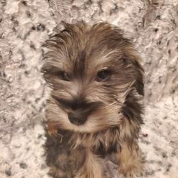 Miniature Schnauzer Puppies from Simply Schnauzer