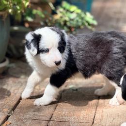 Peter - Black and white male Border Collie puppy in Lebanon, Oregon from Cahill’s Canines