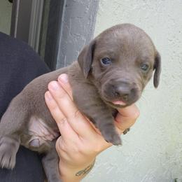 Stormy - Gray (blue) female Dachshund puppy in Altamonte Springs, Florida from Happy Tails Dachshunds