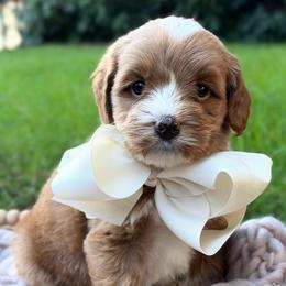 Green - Red male Australian Labradoodle puppy in Auburn, Washington from West Valley Labradoodles