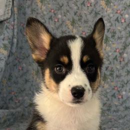 Denali - Black and white female American Corgi puppy in Hope, Arkansas from Foxy Knoll Farm