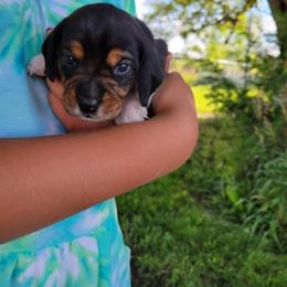 Beagle and German Shepherd Puppies from Nebraska K9's
