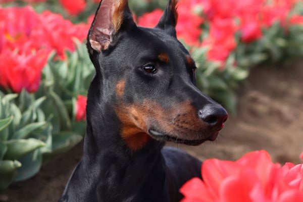A black and rust Doberman sits with a background of red tulips