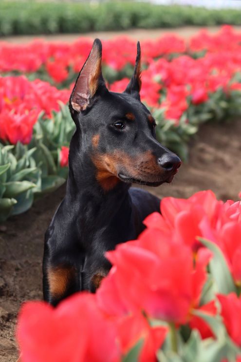 A black and rust Doberman sits with a background of red tulips