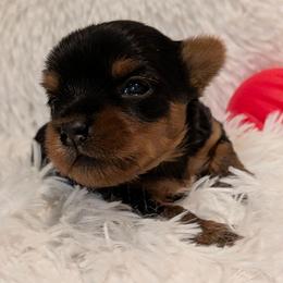 Polly pocket - Black and gold female Yorkshire Terrier puppy in Gatesville, Texas from KontryKritterz Yorkies
