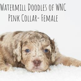 Australian Labradoodle and Cockapoo Puppies from Watermill Doodles of WNC