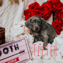 Weimaraner Puppies from North Georgia Weims
