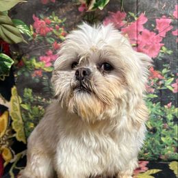 George vii - Lhasa Apso