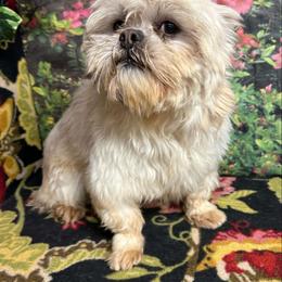 George vii - Lhasa Apso