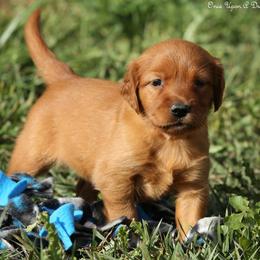 Eve's Light Pink Girl - Dark golden female Golden Retriever puppy in Idaho Falls, Idaho from Once Upon A Dream Kennels