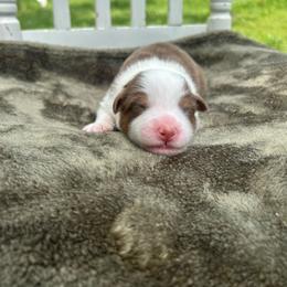 Girl 2 - Red tri-color female Australian Shepherd puppy in Washington, Oklahoma from Top Draft Genetics