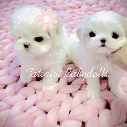 Maltese and Yorkshire Terrier Puppies from tatortot pup