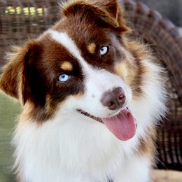 Laney - Miniature Australian Shepherd
