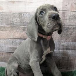 Ali - Blue female Great Dane puppy in Bay City, Michigan from Monarch Danes