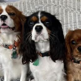 Cavalier King Charles Spaniels from Waverly Hall Cavaliers
