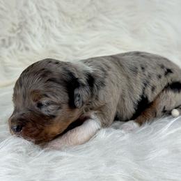 BMF1 - Blue merle female Aussiedoodle puppy in Prague, Oklahoma from Classic K9’s  Aussies & Doodles