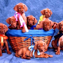 Vizslas from Sierra Vizslas