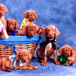 Vizslas from Sierra Vizslas