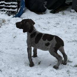 German Shorthaired Pointer puppies from Foot Hunter Kennel