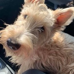 Scottish Terriers from Crawford’s Kennel