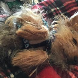 Biewer Terrier and Yorkshire Terrier Puppies from King's Kennel