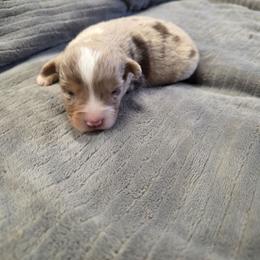 Jewel - Red merle female Miniature American Shepherd puppy in Leonard, Texas from Tin Roof Aussies