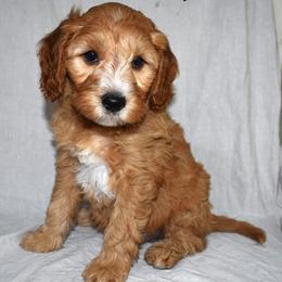 Stewart - Apricot male Goldendoodle puppy in Jasper, Indiana from Hilltop Pups LLC