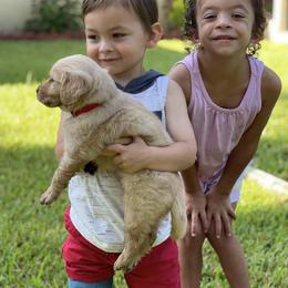 Golden Retriever Puppies from All shades Golden