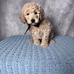 Black Female- MiniGoldendoodle - Cream female Goldendoodle puppy in Piedmont, South Carolina from The Farm at Saluda Ridge