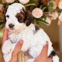 Donald - Parti male Poodle puppy in Yuciapa, California from AlltheDoodlez_