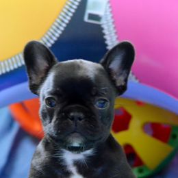 Bulldogs and French Bulldogs from Skyline French Bulldogs