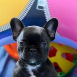 Bulldogs and French Bulldogs from Skyline French Bulldogs