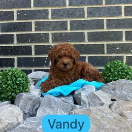 Vandy - Red  male Goldendoodle puppy in Mint Hill, North Carolina from DoodleForever