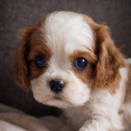Marina - Blenheim female Cavalier King Charles Spaniel puppy in Greensboro, North Carolina from Hyde Park Cavaliers