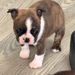 Male - Brindle and white male Boston Terrier puppy in Shell Knob, Missouri from Stoneridge Kennel