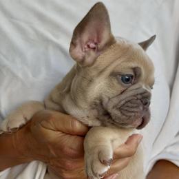 Biscotti - Fawn male French Bulldog puppy in Clermont, Florida from Nala’s Nest