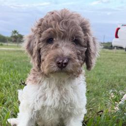 Boy 2 Merle - Merle male Double Doodle puppy in Yoakum, Texas from The Scott’s Dood Ranch