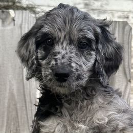 Shania - Merle Goldendoodle puppy in Morrow, Ohio from RemiRoodles