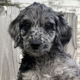 Shania - Merle Goldendoodle puppy in Morrow, Ohio from RemiRoodles