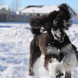 Poodle All Grown Up from High Desert Standard Poodles