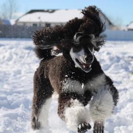Poodle All Grown Up from High Desert Standard Poodles