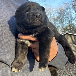 Dux - Bi-color male German Shepherd puppy in Moore, South Carolina from Von Zorhaus