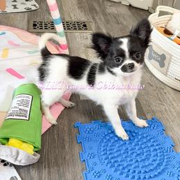 Pepper - Black and white female Chihuahua puppy in Anderson, South Carolina from Lil Treasures Chihuahuas