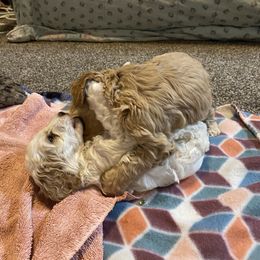Cockapoo Puppies from Country J Canines