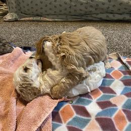 Cockapoo Puppies from Country J Canines