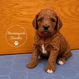 Pick number 1 of girls - Red female Irish Doodle puppy in Madison, Wisconsin from Morningside Doodles