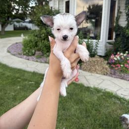 Chinese Crested Puppies from Alvarez Chinese Crested